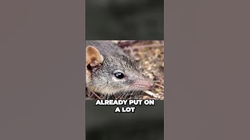 The Insane Secret of Armadillo Birth Revealed: Identical Twins Only! #insane #secrets #shorts