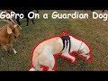 GoPro On A Livestock Guardian Dog!!