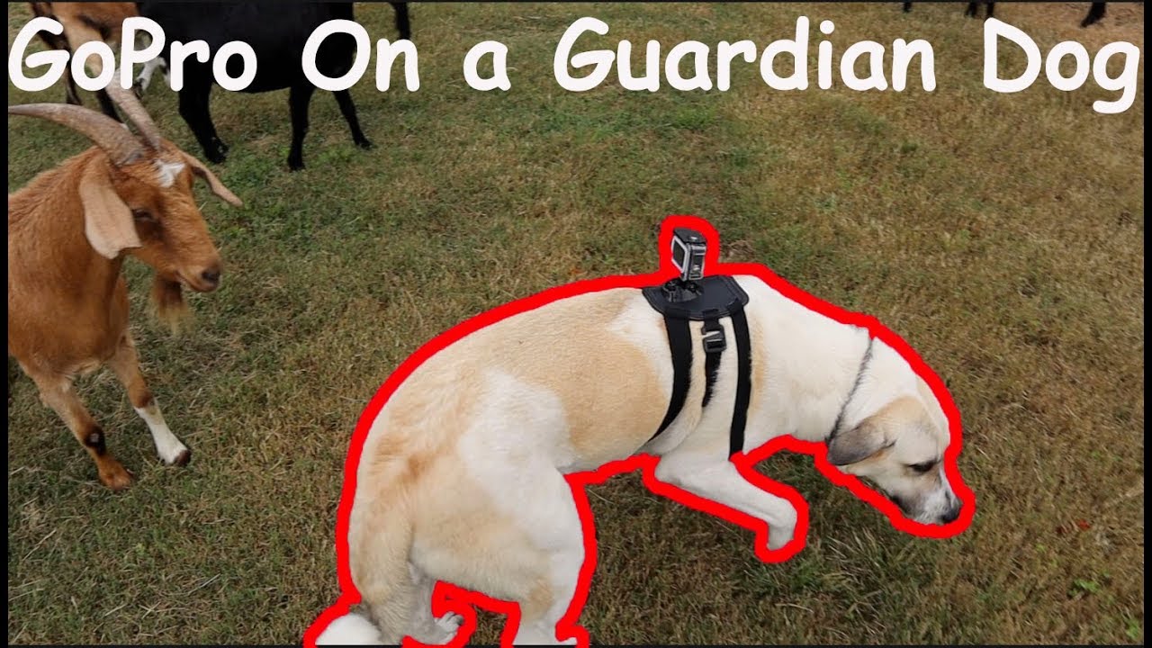 GoPro On A Livestock Guardian Dog!!