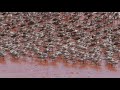 Shorebirds at Roebuck Bay, Broome