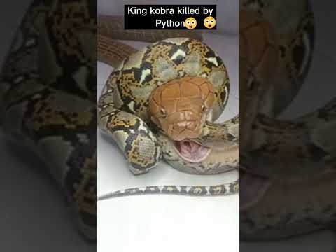 Video: Apie karalienę gyvatę, kobras ir anakondas
