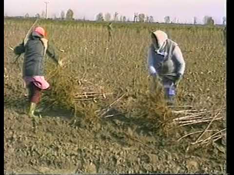 Videó: Az Egres Helyes Tárolása