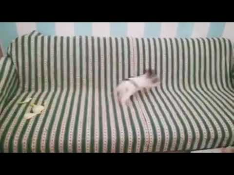 Video: Coniglio si è spento?