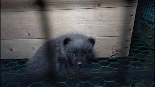 Fur Farming in Finland Exposed!