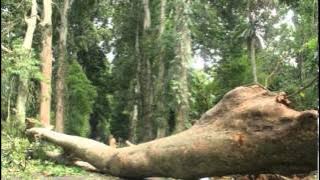 fallen tree sound effects - efek suara pohon tumbang