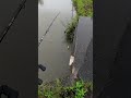 Japanese Catfish💥 #fishing #catfish