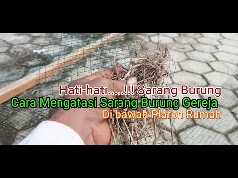 Video: Bagaimana cara menghentikan burung yang bersarang di atap?