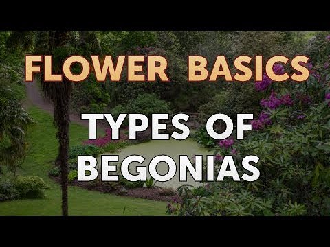 Video: Begonias Många Ansikten