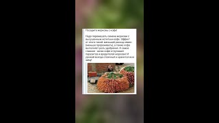 Кофе и морковь: секрет отличного урожая