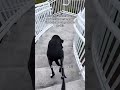 You won't believe how Loyal this Puppy is to his Cat friend.