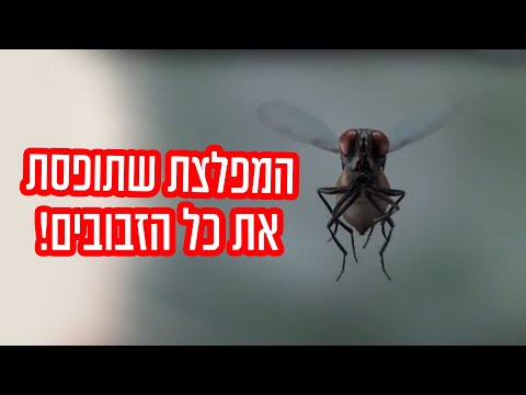 וִידֵאוֹ: מחלות פוקסיה (20 תמונות): שיטות טיפול. מדוע הניצנים נופלים, אין להם זמן להיפתח, והפוקסיה משילה את העלים? כיצד להיפטר מזבובים לבנים ומזיקים אחרים?