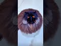 ketika lihat beranda video di shopee #kucing #kucinglucu #music #shortvideo #shorts