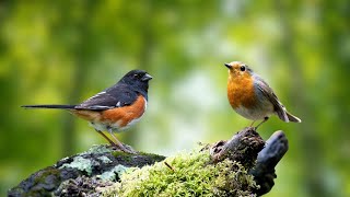 Relaxing Natural Bird Sounds - Bird Sounds to Support Sleep - Soothing Bird Sounds by Gsus4 Officical 1,742 views 3 weeks ago 10 hours, 13 minutes
