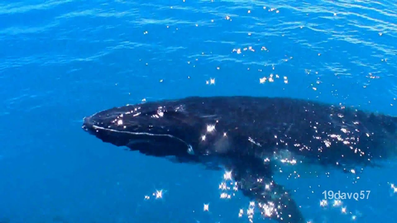Hervey bay humpback whales or Japanese sushi YouTube