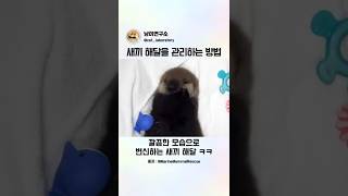 새끼 해달을 관리하는 방법..