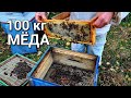 Ну хоть кассетно-корпусное улье дало 100 кг в основном раннего мёда