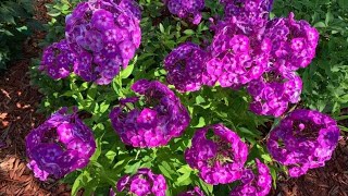 Briefly About Phlox Plantingdividing Perennial Phlox And Care