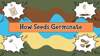 How Seeds Germinate - Anatomical Perspective & Major Events