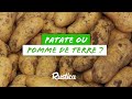 Patate ou pomme de terre 