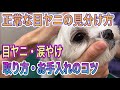 【この目やに正常？？】動物病院が教える目ヤニ・涙やけの取り方や自宅でのケアの仕方。目ヤニの塊を取る！！