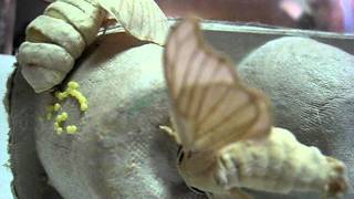 Female Silkworm Moth laying eggs