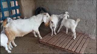 One of our savanna breed breeders (reprodutor da raça savana).