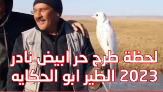 لحظة طرح حر ابيض نادر 2023 الطير ابو الحكايه