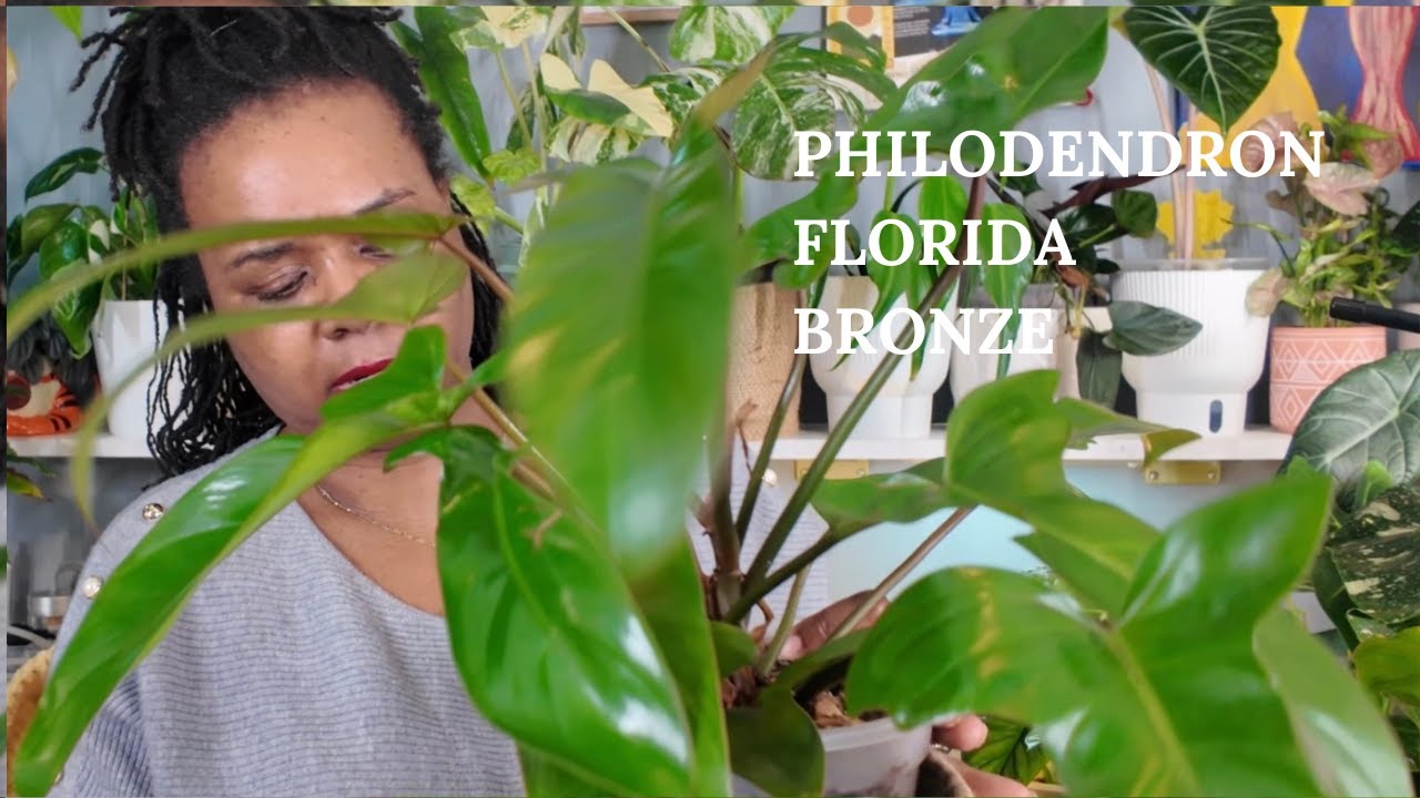 Plant Of The Week | Philodendron Florida Bronze