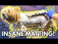 4 Dogs, 4 Transformations | INSANE Matting Removal