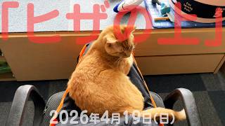我が家の猫たち「ヒザの上」2026年4月19日(日) 