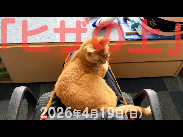 我が家の猫たち「ヒザの上」2026年4月19日(日) 