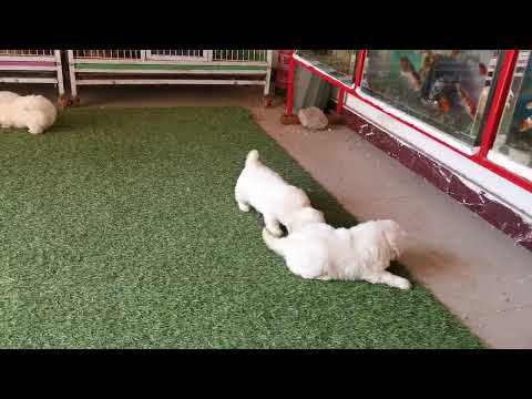 جريفون ألماني ١٠ أبريل ٢٠٢٥