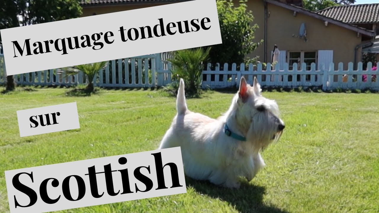 Toilettage  du scottish Terrier
