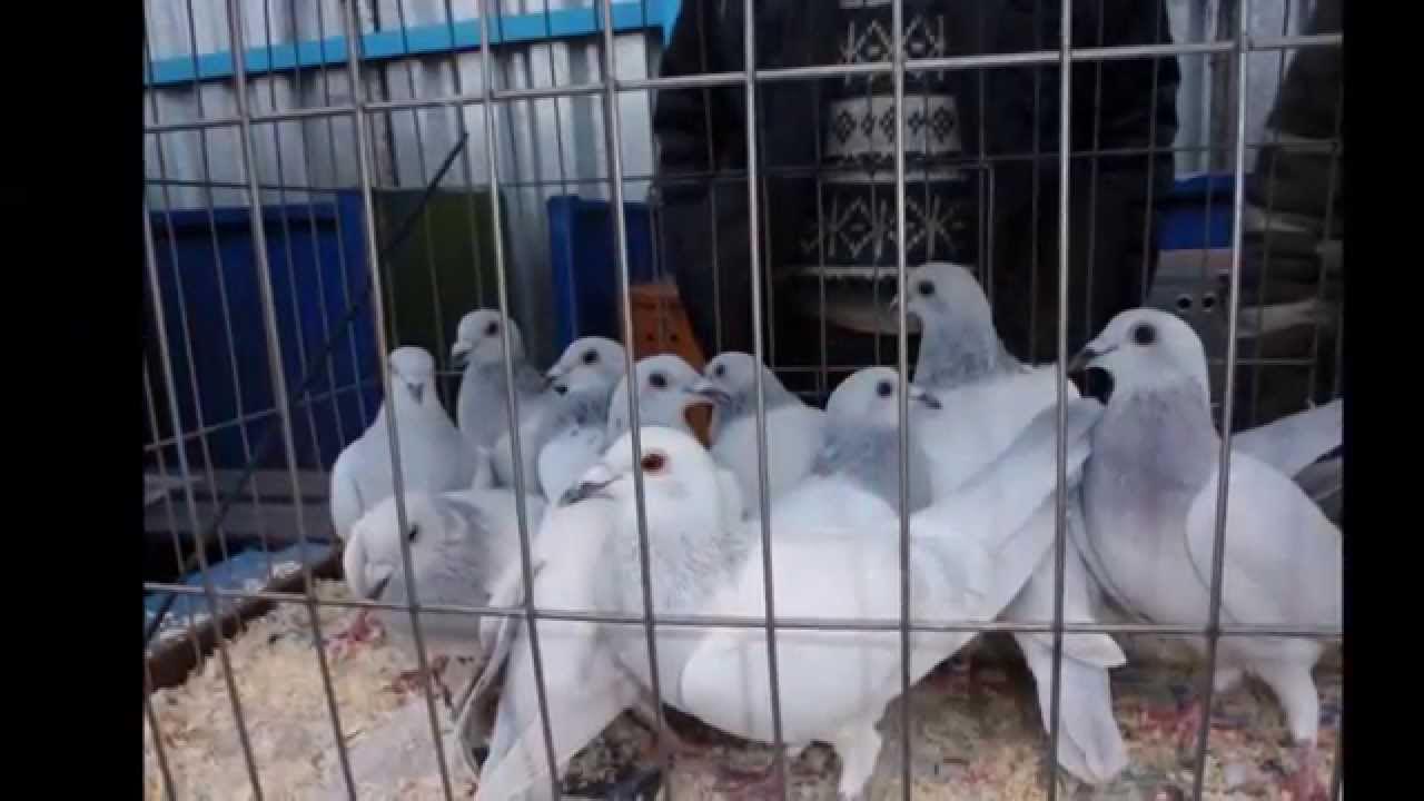Голуби в москве. Садовод птичий рынок клетка для животных. Садовод рынок в голуби птичий. Голуби птичий рынок в москве. Рынок голубей в москве.