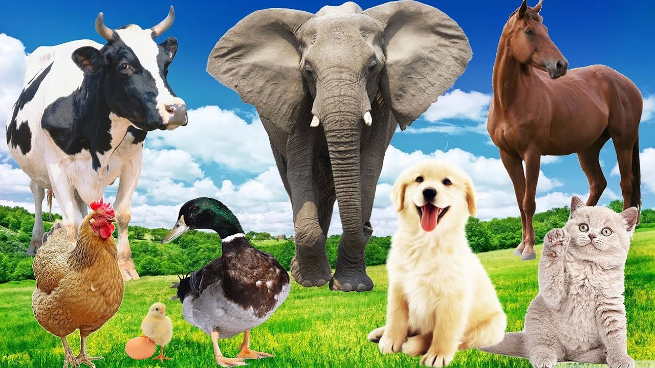 Wild Animal Sounds: Horse, Cow, Duck, Dog, Hen, Cat, Elephant,... | Animal Moments