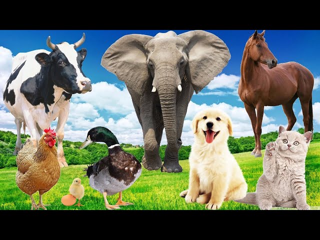 Wild Animal Sounds: Horse, Cow, Duck, Dog, Hen, Cat, Elephant,... | Animal Moments class=