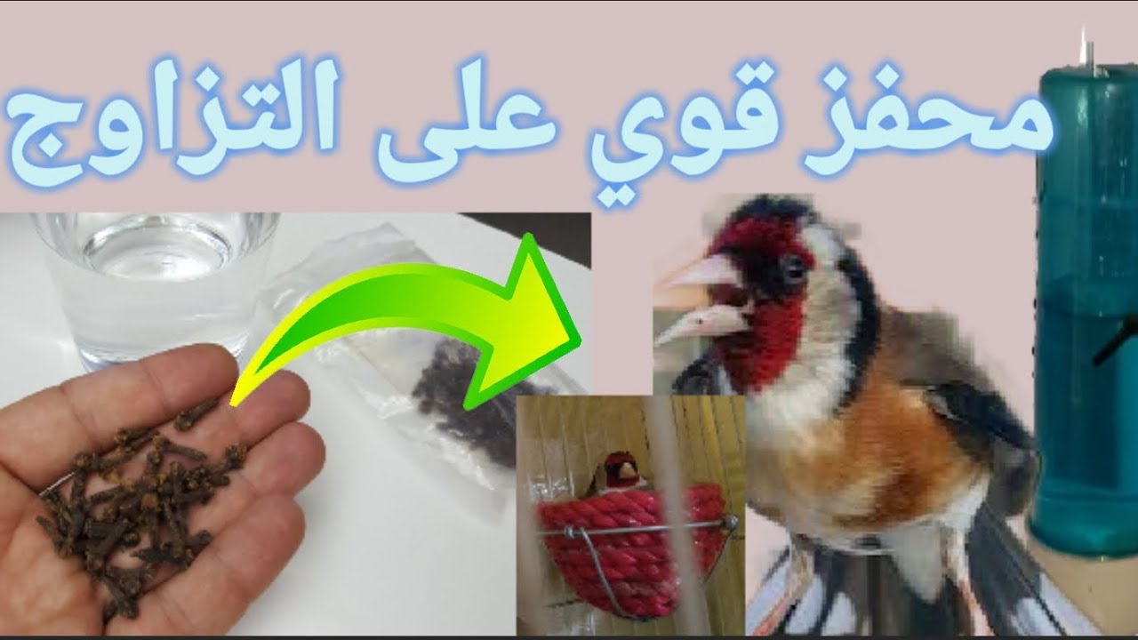 القرنفل مجهز طبيعي فعال و محفز على التزاوج يقوي التغريد يقي ويعالج الحسون و كل الطيور من عدة أمراض