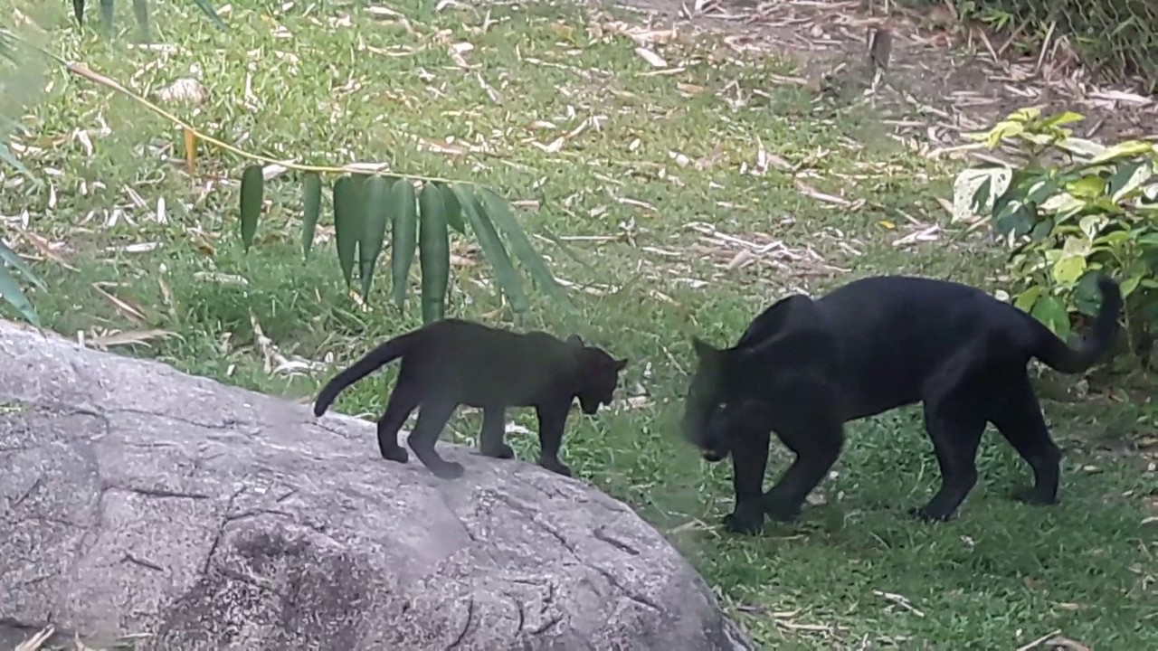 Panthere Noire Et Son Bebe Youtube