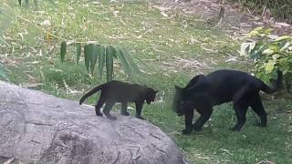 Panthere Noire Et Son Bebe Youtube Panthere Noire Et Son Bebe Youtube