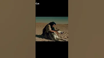 كيف الشمرية تقتل الذئب اكسبلور فتاة تقتل ذئب شمرية تقتل ذئب شمرية من ربيعة تقتل ذئب 
