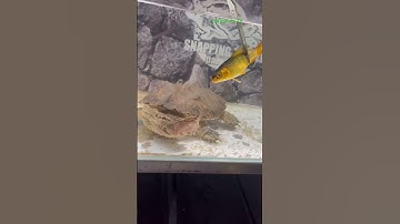 Rùa lá mata mê mồi red mata mata #turtle #mata #rùa