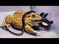 Hungry asian bullfrog tries to eat big snake  warning live feeding