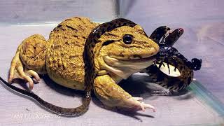 Asian Giant frog Eat Snake And Scorpion!