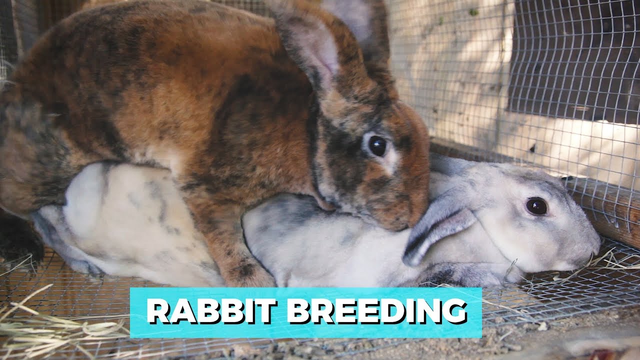 Rabbit Breeding Youtube