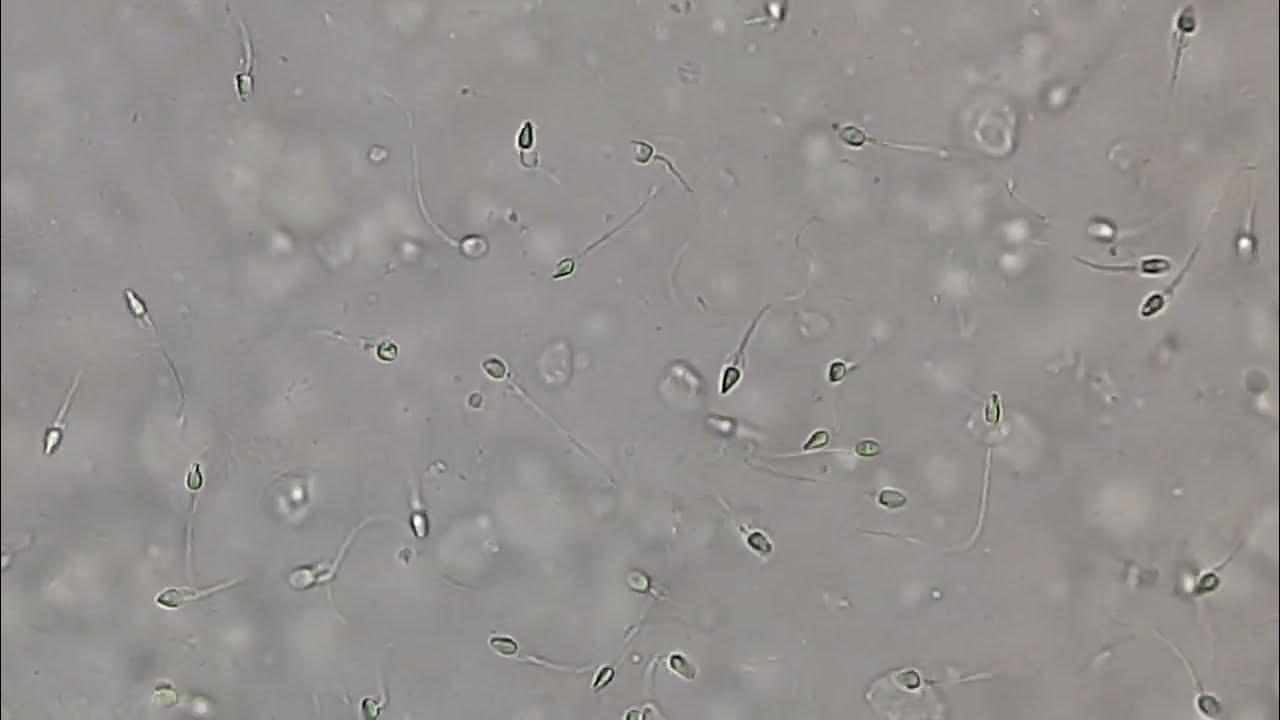 Ren TV-де көрсетілген порно видеоны онлайн көріңіз Үлкен клитор бейнесін ақырын сүйіп, сору