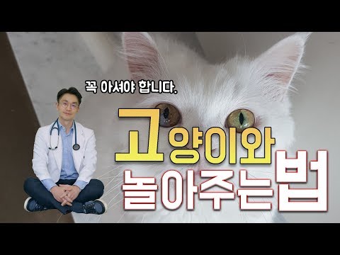 고양이와 놀아주는법