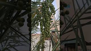 Baby green Dates#asmr #shortvideo #trending #fruit #ytshorts #satisfying #natural #youtubeshorts