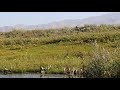 Охота  на  Фазана в Кыргызстане  2018