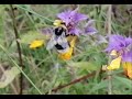 Shaggy amazing bumblebee pollinates Ivan-da-Mary