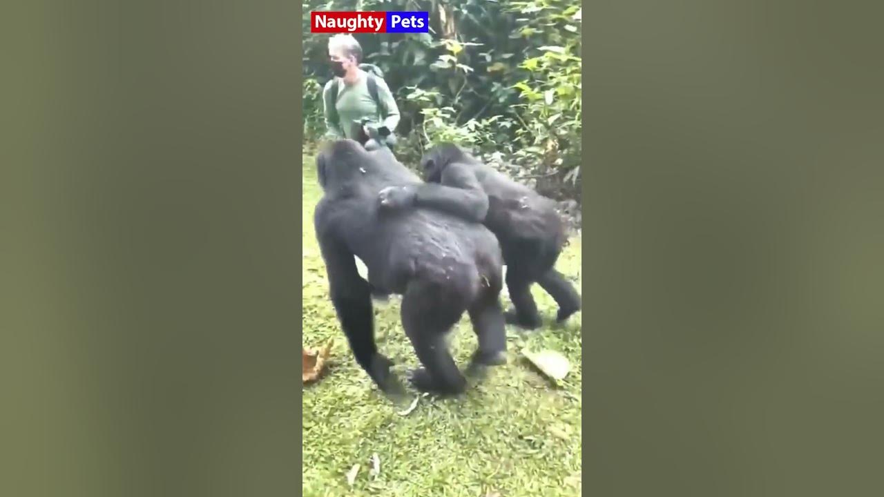 Monkey Vs Human 🐵😀😂Today's Best Video - YouTube